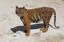 Tiger Zoo Si Racha IMG_1340.JPG